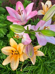 pink lily flowers