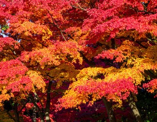 Autumn leaves canopy