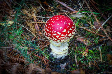 Group Of Fly Agaric fungi With Red Caps On Forest Ground