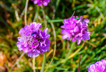 Portland Sea Thrift along Chessil Beach