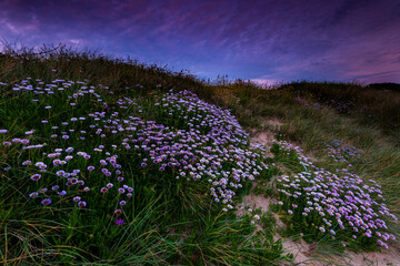 Sea asters growing on the shoreline under a dramatic sunset sky