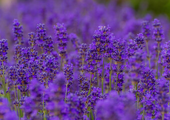 Close-up of lush purple lavender flowers