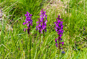 Early purple orchid growing in Dorset grasslands © allouphoto