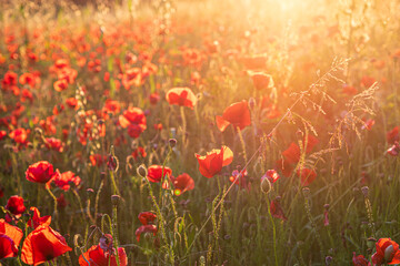 Obraz premium Red poppies in a field with bright sunshine
