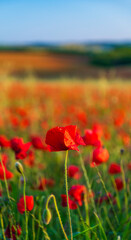 Red poppies in a field with bright sunshine