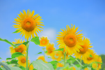 青空とひまわり畑