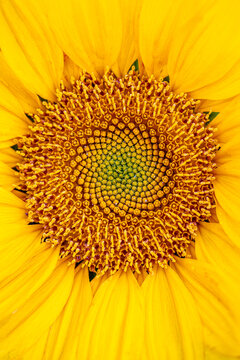 Bright Sunflower Reveals Intricate Details of Its Center