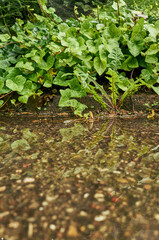 Plant with green leaves is growing in a puddle of water