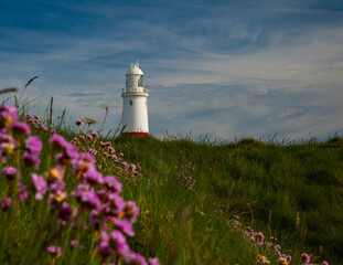 Portland Bill Lighthouse With Sea Thrift