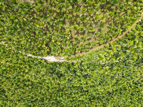 Aerial Betel Nut Tree Mountain Plantation View