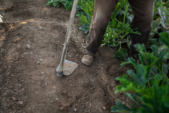 Senior man working the soil in his garden with a hoe