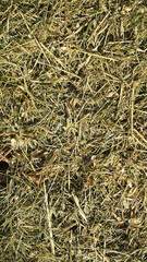 Dry Grass and Hay Texture Background