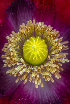 Close-up View of Vibrant Flower Stamen and Stigma at Midday