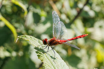 Sympetrum sanguineum at woods in Kantens