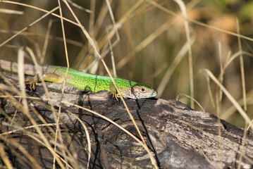 green lizard in nature

