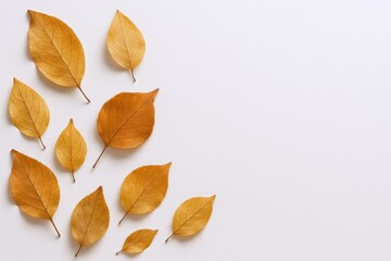 Fototapeta premium Autumnal Array: Golden Leaves on White Background, Perfect for Seasonal Designs and Text Overlays