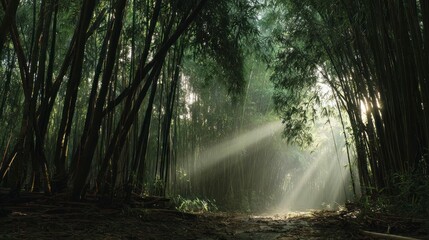 Fototapeta premium Sunlight through bamboo forest