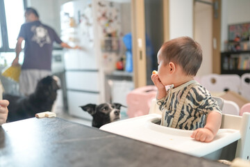 Chinese family in the living room, one-year-old baby sits in a high chair eating soft bread while...