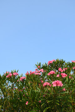 Pink Oleander Flowers
