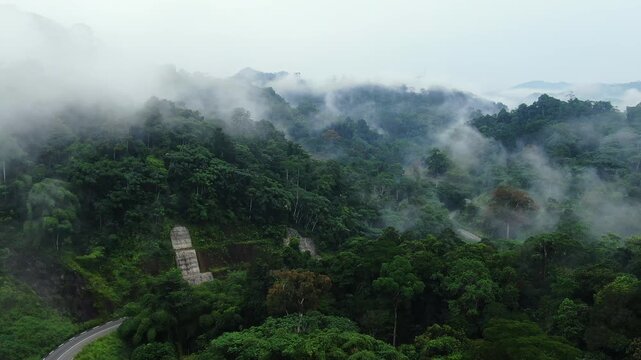 A  thick African rain forest in Congo Brazzaville next to the Congo river