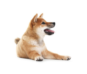 Cute Shiba Inu dog lying on white background