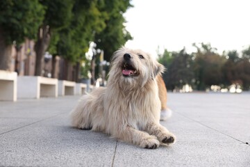 Cute stray dog on city street. Homeless pet