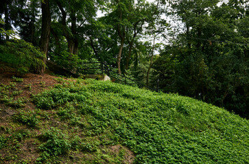 Lush green hillside with a stone wall and a metal gate