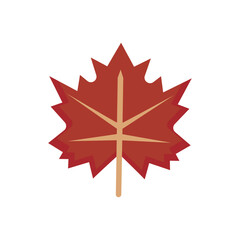 Red maple leaf canada. Vector