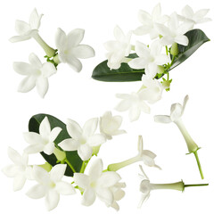 jasmine flowers and leaves isolated on white, set