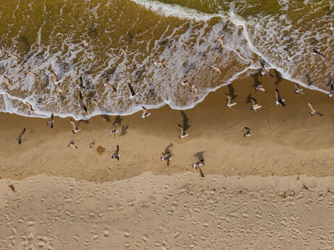 Seagulls on Sandy Shoreline at Water&rsquo;s Edge