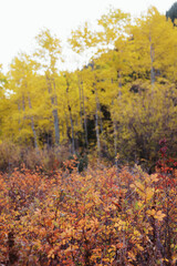 Golden aspen trees with orange undergrowth in autumn forest
