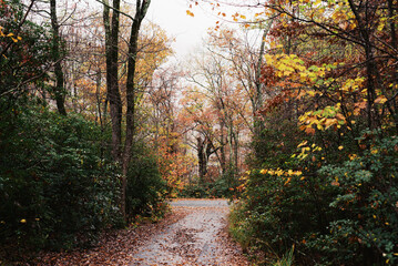 Leaf-covered forest path winding through autumn foliage
