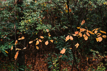 Orange autumn leaves against green forest background