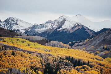 Snow-capped mountains with golden aspen forest in autumn