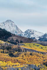Snow-capped mountains with golden aspen forest in autumn