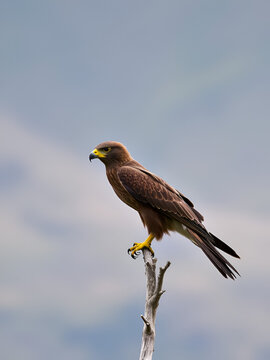 cinereous harrier in Tierra del Fuego, Argentina