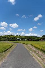 日本の田舎に広がる美しい田園風景と道路