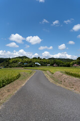 日本の田舎に広がる美しい田園風景と道路