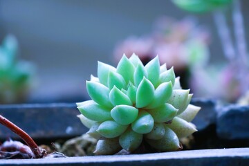 close up of a cactus © Mt. Cape