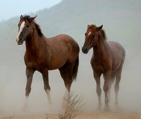 Wild Horses in Desert Dust