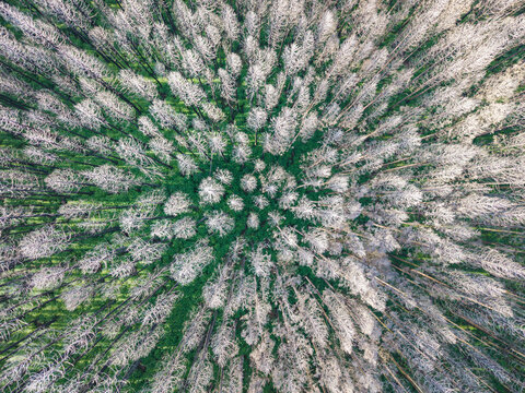 Aerial Forest Fire Damage Bare Trees Wildfire Impact