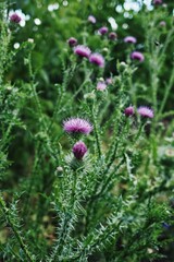 Bunch of purple flowers with green stems. Vertical background. Wallpapers phone.