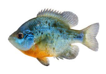 Isolated bluegill sunfish freshwater fish fishing image isolated on white background