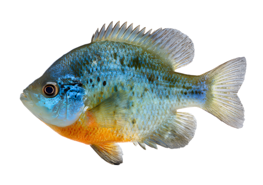 Isolated bluegill sunfish freshwater fish fishing image isolated on white background