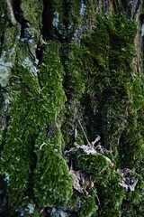 Tree trunk covered in green moss. Vertical composition ideal for phone wallpaper or minimal nature backgrounds.