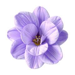 Single purple flower close up against dark background