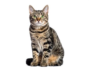 Obraz premium Tabby cat portrait against white background