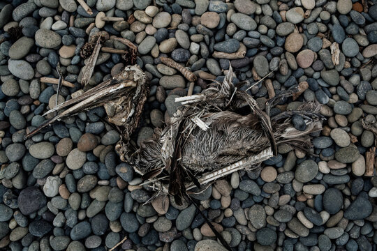 Decomposed Bird on Pebble Shore