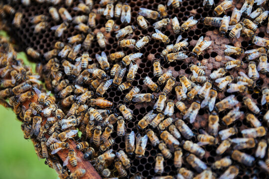 Closeup of bees clustering on honeycomb frame