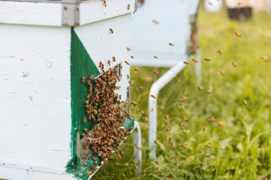 Bees entering and exiting painted hive box